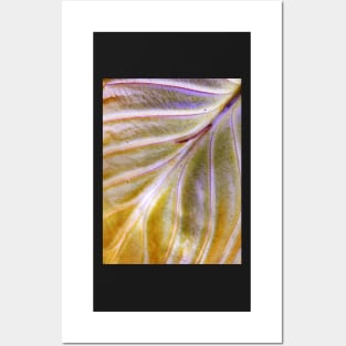 Hosta leaf ~ end of season Posters and Art